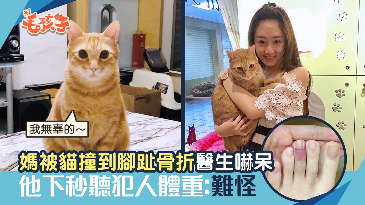 媽被唐貓撞到腳趾全瘀骨折醫生嚇呆 他下秒聽犯人體重:難怪 媽被唐貓撞到腳趾全瘀骨折醫生嚇呆 他下秒聽犯人體重:難怪