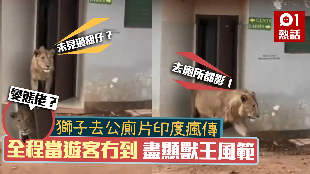 獅子去公廁影片瘋傳 門口四圍望霸氣盡現 眼利網民:一定是公的 獅子去公廁影片瘋傳 門口四圍望霸氣盡現 眼利網民:一定是公的