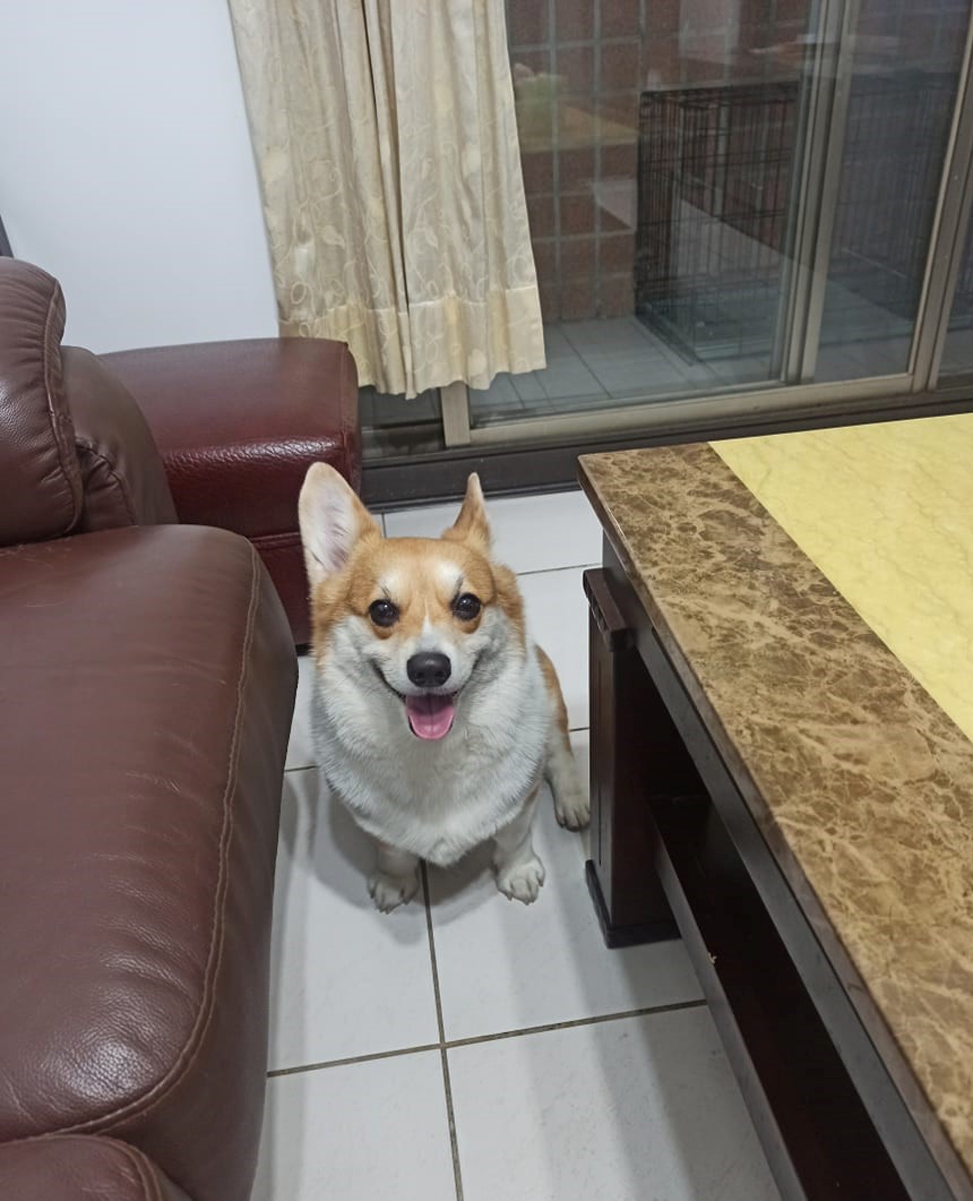 Q比早前突然失常,不停對爸爸吠叫。(受訪者提供) Q比早前突然失常,不停對爸爸吠叫。(受訪者提供)