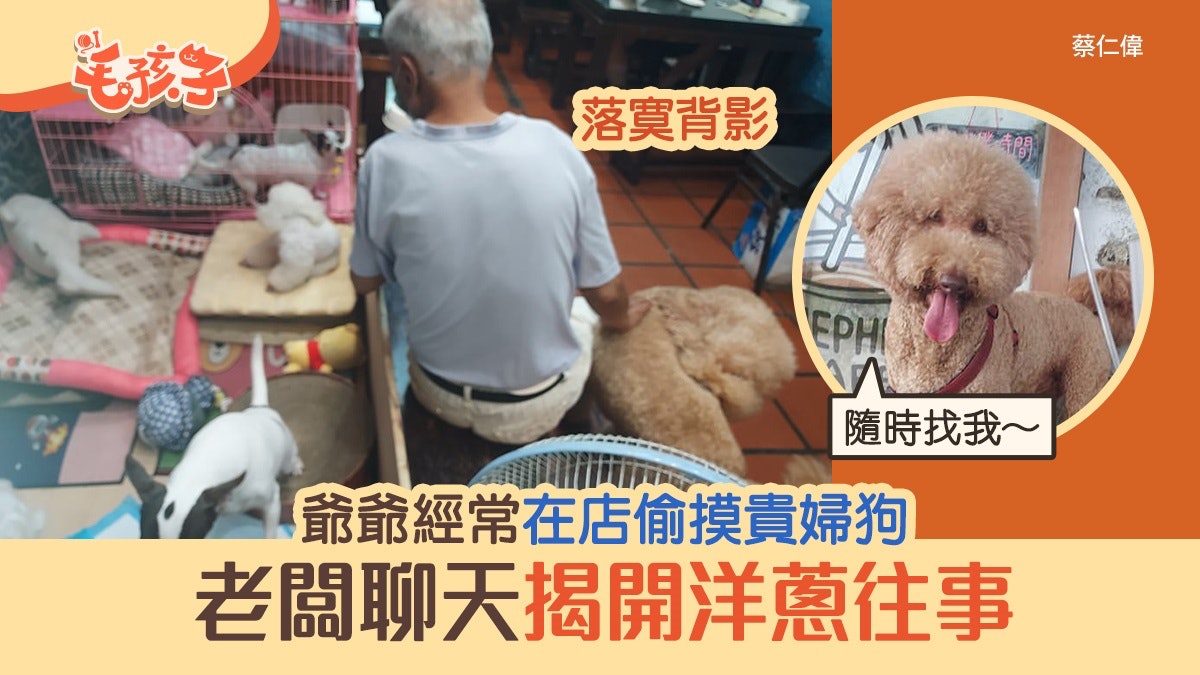 貴婦狗|老爺爺經常到店偷摸店長汪 老闆跟他聊天揭開洋蔥故事 貴婦狗|老爺爺經常到店偷摸店長汪 老闆跟他聊天揭開洋蔥故事