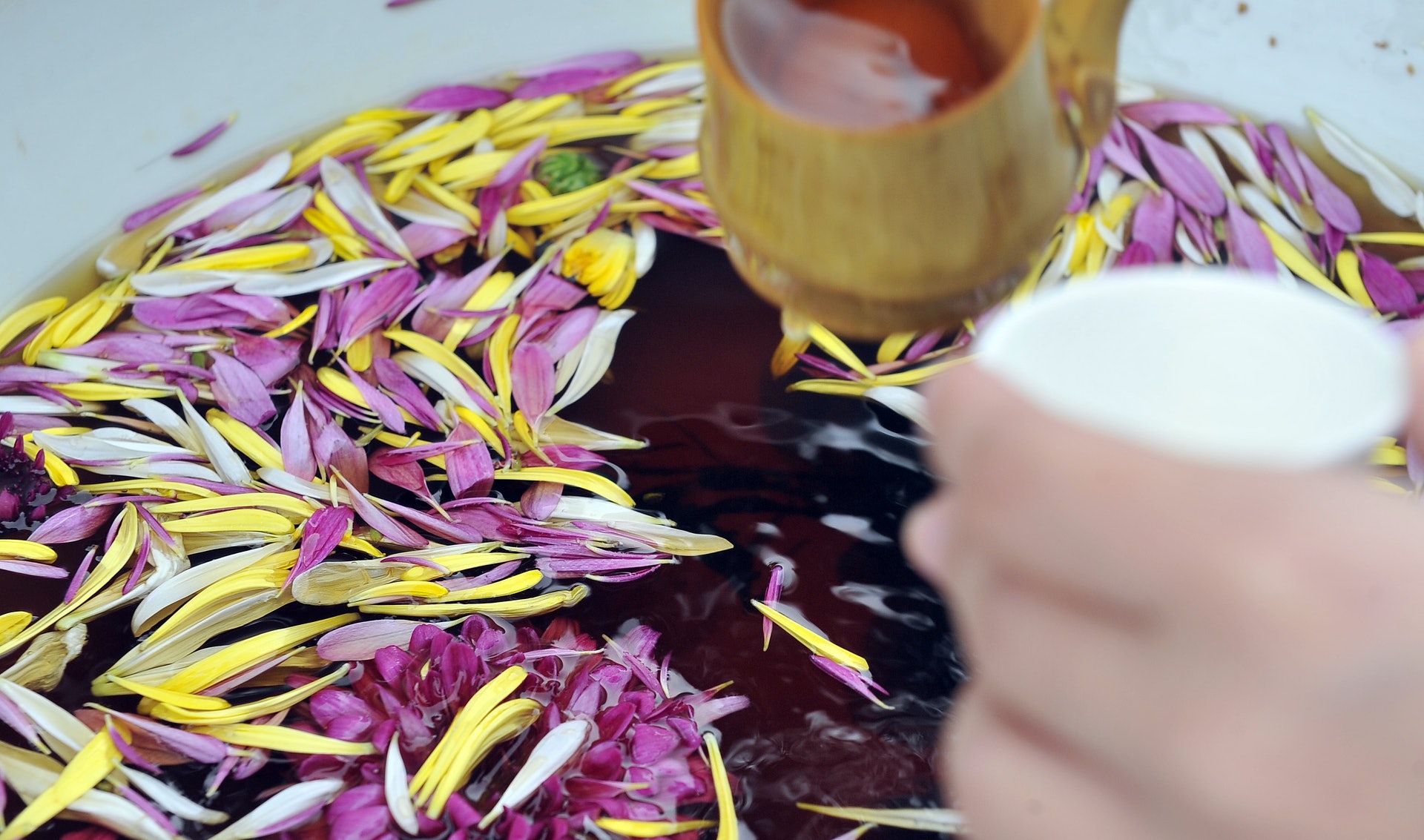 浙江溫州等地有釀製菊花酒的習俗，每年秋收後將初開的菊花和枝葉用來釀酒，一直到翌年的寒露才開壇飲用。（視覺中國）