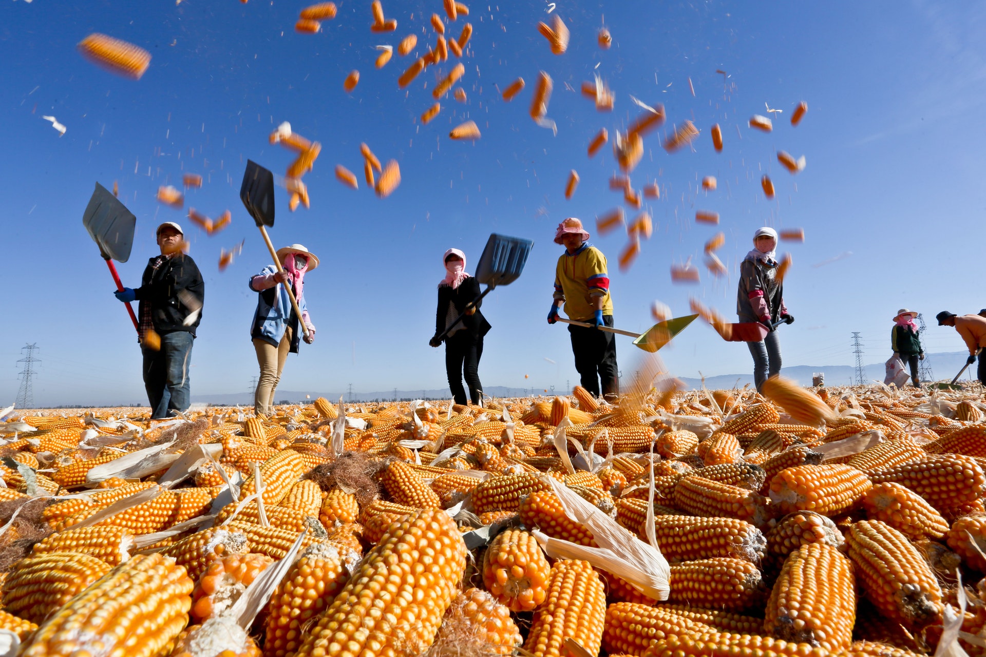 正值寒露時節，也是北方玉米收穫的季節。 （中新社）