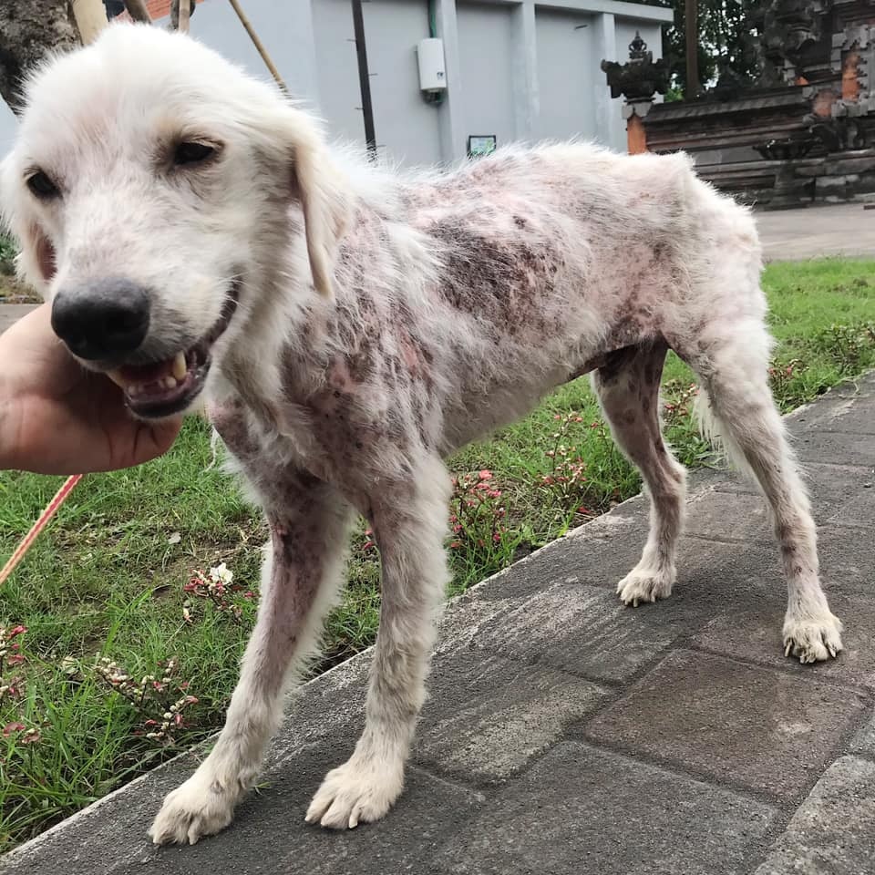 金毛尋回犬 排骨狗遭疏忽照顧全身皮膚病義工養一年變帥氣汪