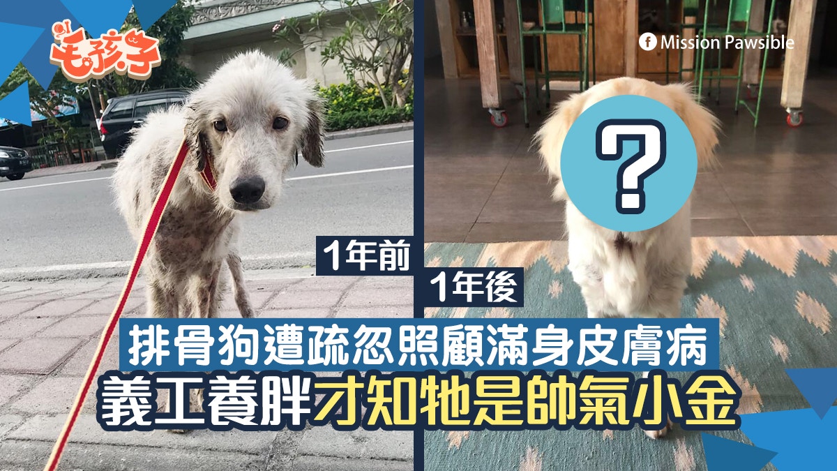 金毛尋回犬 排骨狗遭疏忽照顧全身皮膚病義工養一年變帥氣汪