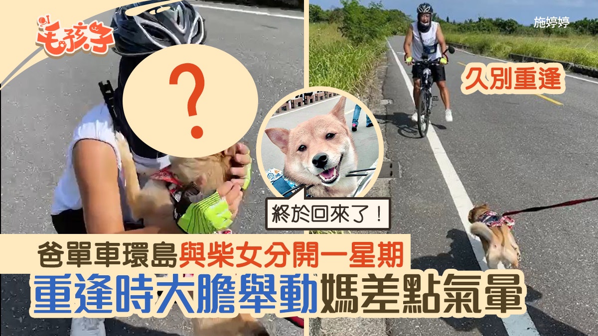 柴犬︱爸單車環島與狗狗分開一星期 重逢時汪大膽舉動媽差點氣暈 柴犬︱爸單車環島與狗狗分開一星期 重逢時汪大膽舉動媽差點氣暈