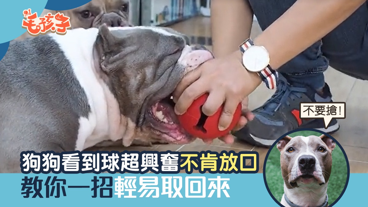 狗狗看到球超興奮咬實唔肯放 硬搶爭唔過主人一招輕易取回來 狗狗看到球超興奮咬實唔肯放 硬搶爭唔過主人一招輕易取回來