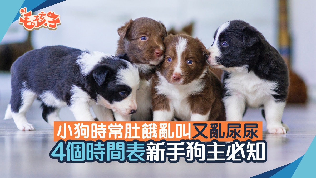 寵物熱話｜狗寶寳睡覺勿打擾、該吃幾餐？照顧幼犬先訂4個時間表