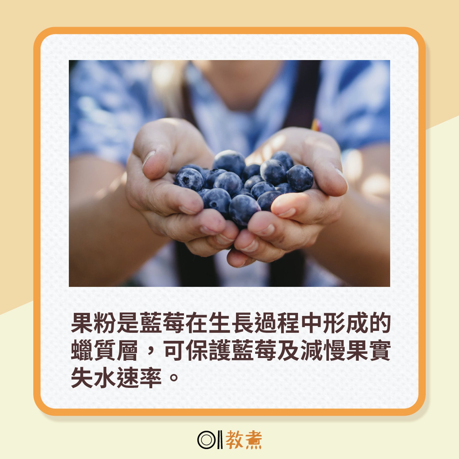 果粉是藍莓在生長過程中形成的蠟質層，可保護藍莓及減慢果實失水速率。（Vince Fleming＠Unsplash）