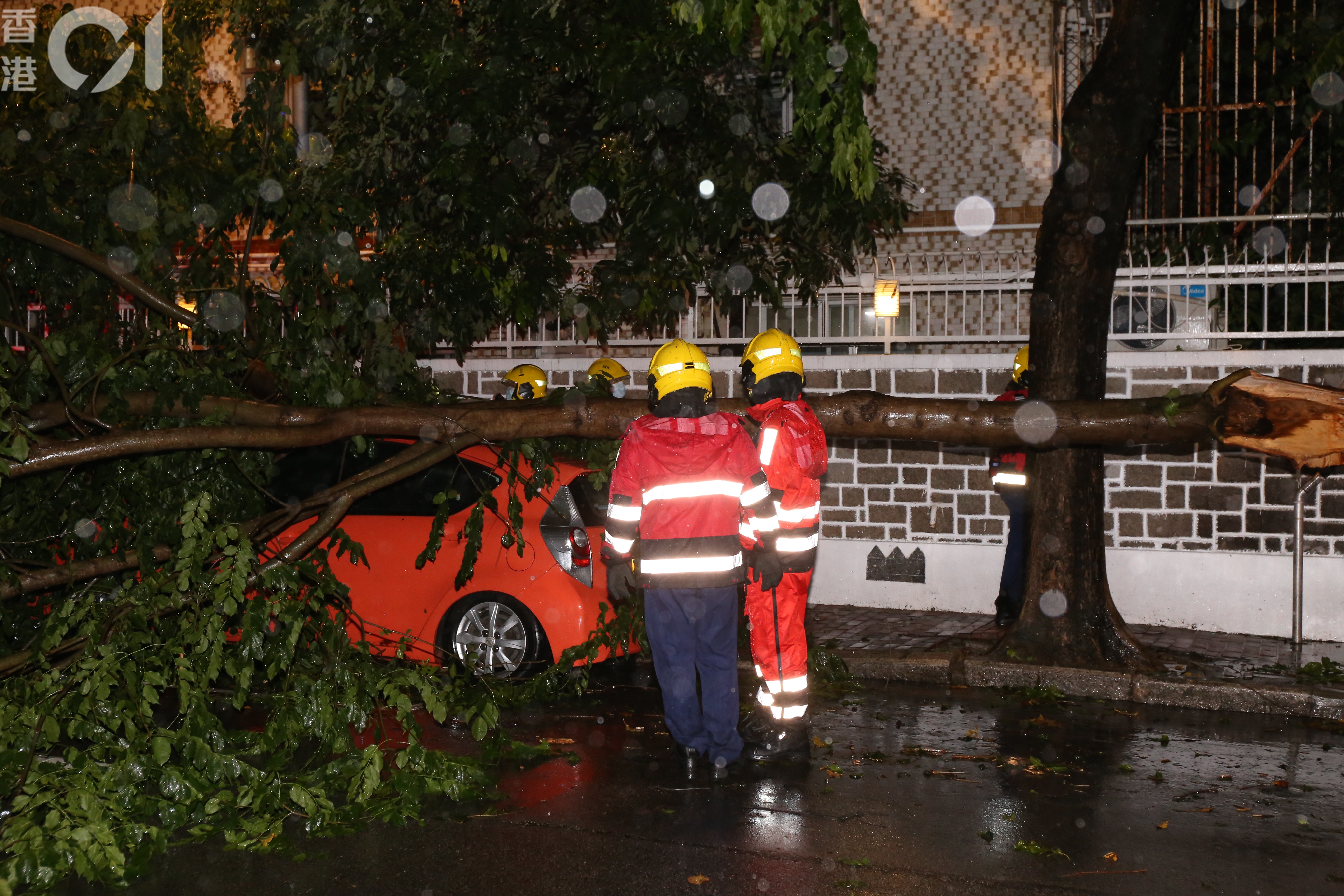 九龍塘10米長樹椏倒塌擊中3私家車 香港01 突發