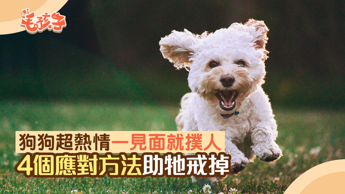 狗狗冷知識|主人回家毛孩超熱情撲人 4個應對方法不再又愛又恨 狗狗冷知識|主人回家毛孩超熱情撲人 4個應對方法不再又愛又恨