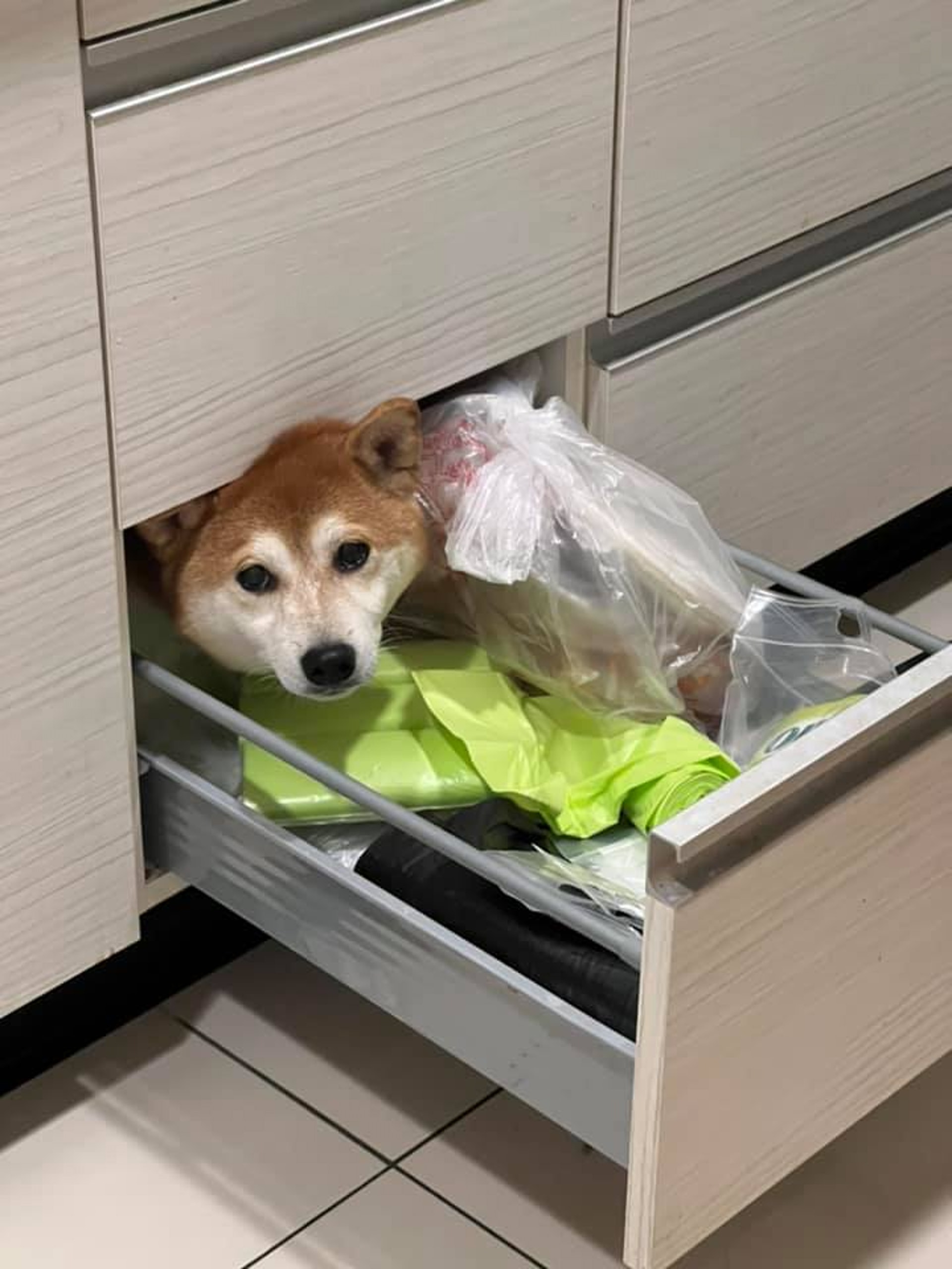 日前貪玩的焦糖將自己的頭卡在廚櫃內。(受訪者提供) 日前貪玩的焦糖將自己的頭卡在廚櫃內。(受訪者提供)