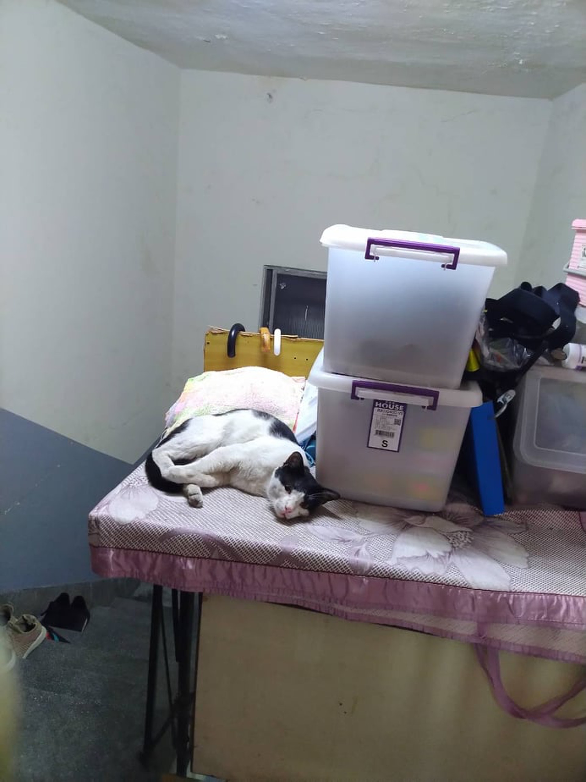 半年前賓賓帶著懷孕的貓老婆上門求救。(受訪者提供) 半年前賓賓帶著懷孕的貓老婆上門求救。(受訪者提供)