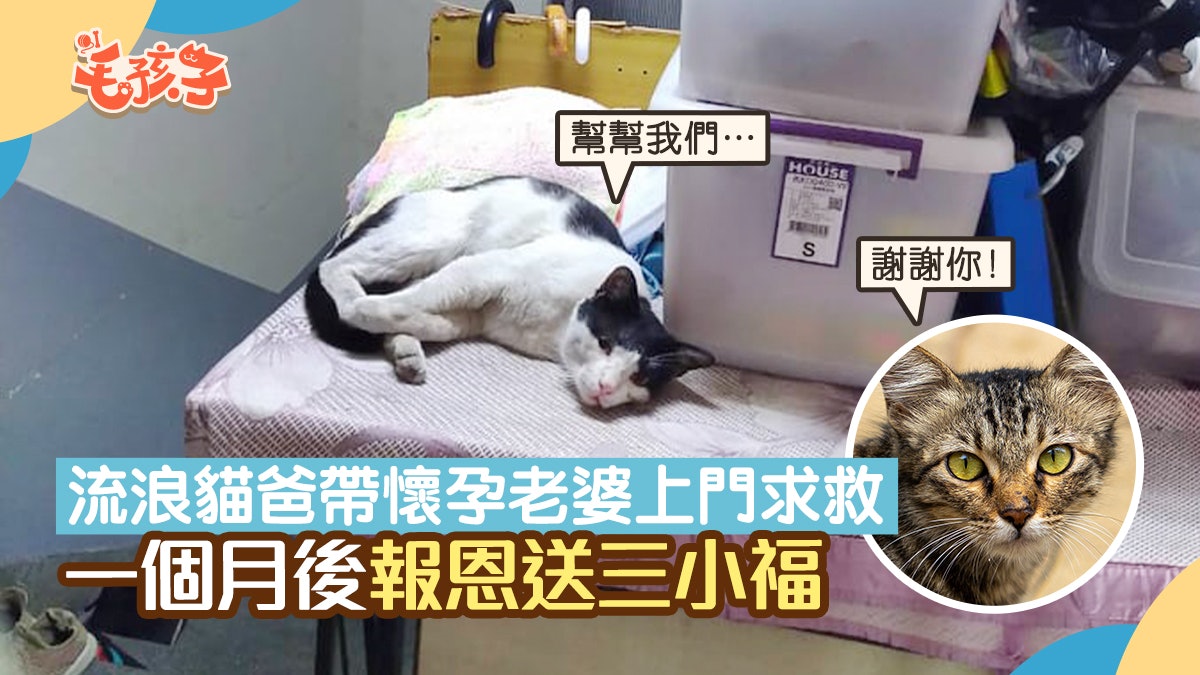 流浪貓爸帶懷孕老婆上門討吃求救 一個月後送上三小福報恩 流浪貓爸帶懷孕老婆上門討吃求救 一個月後送上三小福報恩