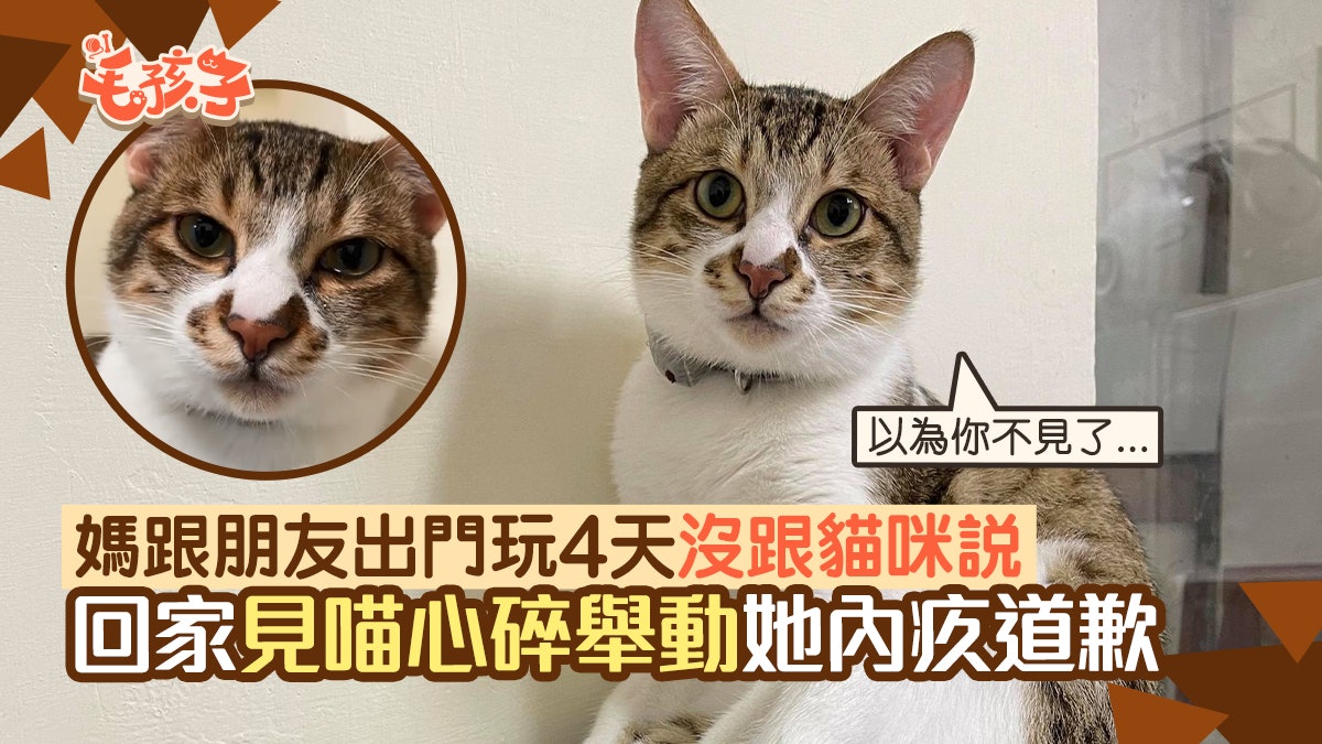 唐貓|媽跟朋友出門玩4天沒跟貓咪說 回家見心碎舉動媽內疚道歉 唐貓|媽跟朋友出門玩4天沒跟貓咪說 回家見心碎舉動媽內疚道歉