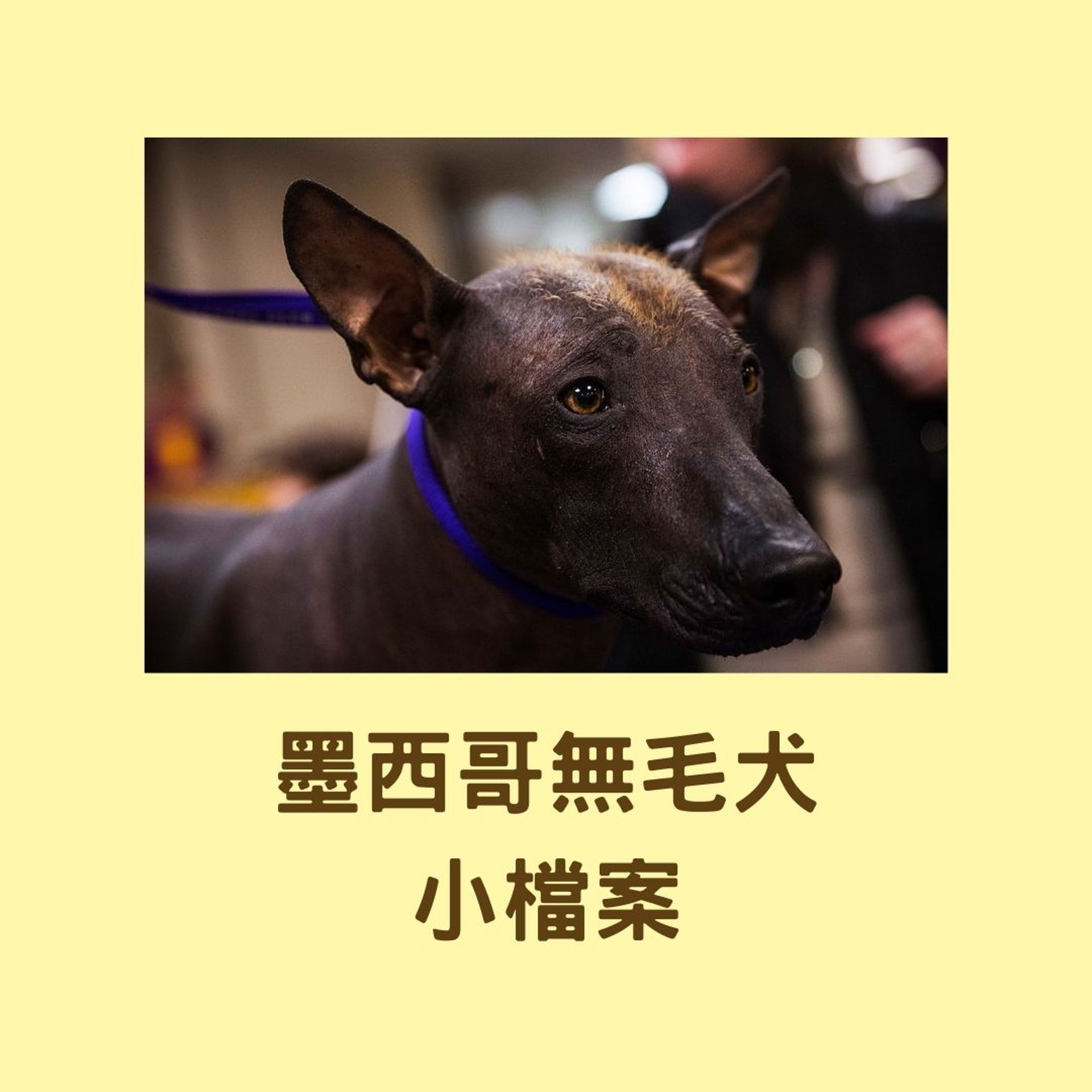 狗狗冷知識 墨西哥無毛犬古時被用來暖床 稀有 醜犬 背後故事 狗狗冷知識 墨西哥無毛犬古時被用來暖床 稀有 醜犬 背後故事