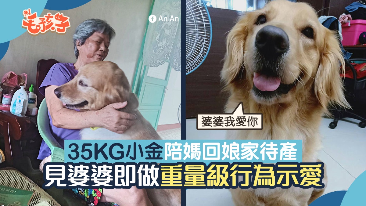 金毛尋回犬｜35Kg大金陪媽回鄉待產　一見婆婆即用重量級舉動示愛