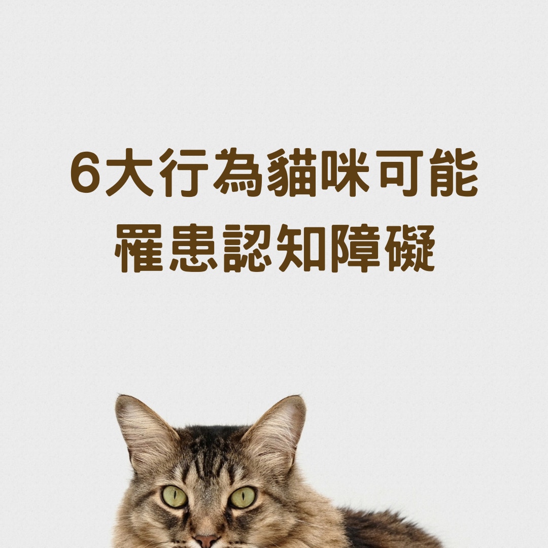 貓健康 6大行為貓咪可能罹患認知障礙多半發生在高齡11歲以上 香港01 寵物