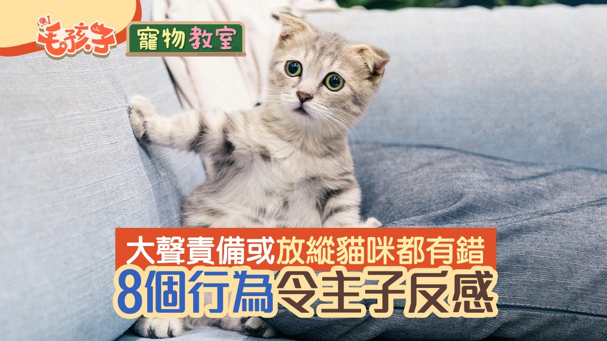 貓貓冷知識 大聲責備有錯有求必應都唔得8大行為令主子討厭 貓貓冷知識 大聲責備有錯有求必應都唔得8大行為令主子討厭