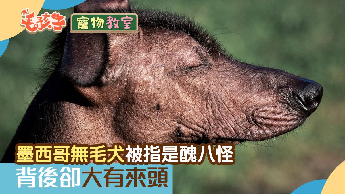 狗狗冷知識 墨西哥無毛犬古時被用來暖床 稀有 醜犬 背後故事