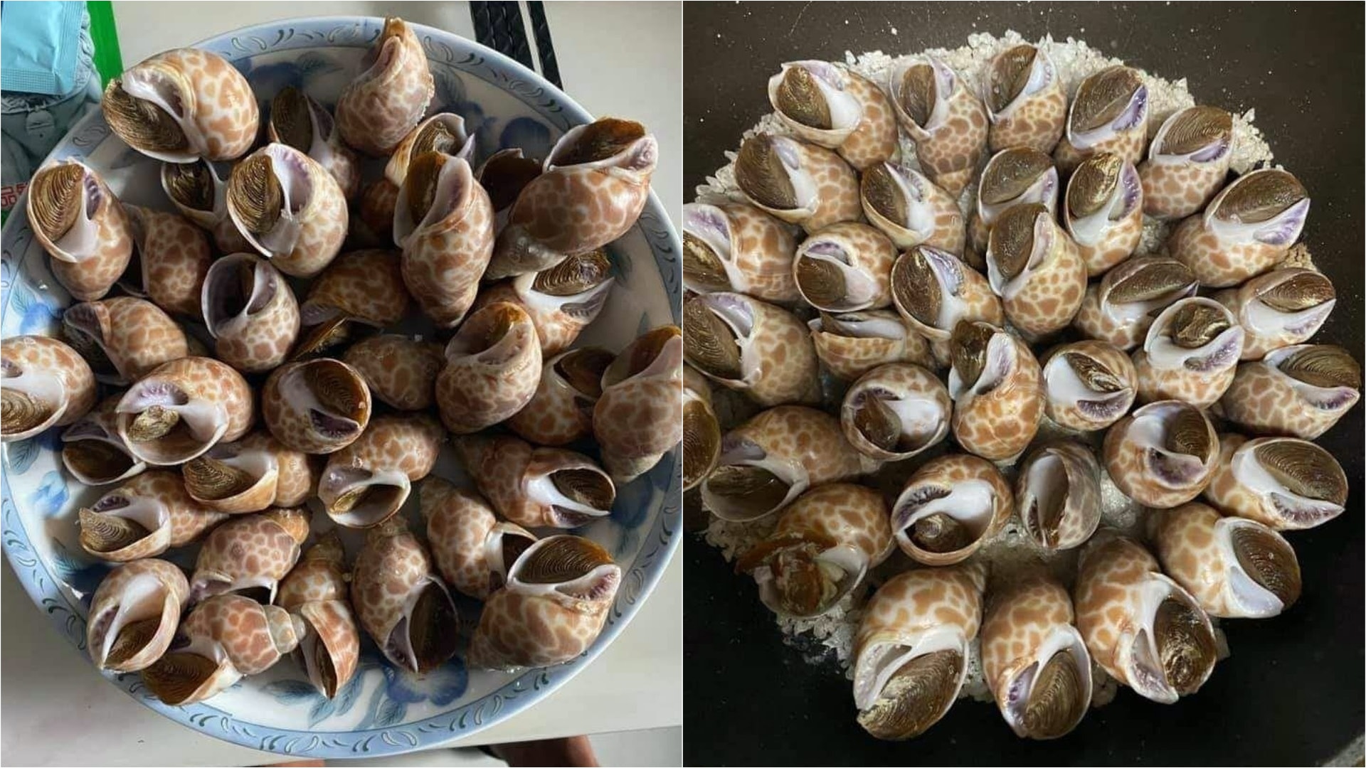 海鮮食譜|鹽焗大花螺烹調簡單最啱下酒 去腥味要用薑片、米酒 海鮮食譜|鹽焗大花螺烹調簡單最啱下酒 去腥味要用薑片、米酒