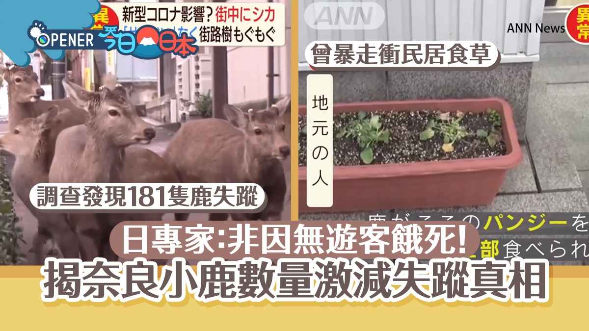 奈良鹿失蹤過百隻 馬路暴走闖民居食草專家揭幼鹿神秘消失真相 香港01 開罐