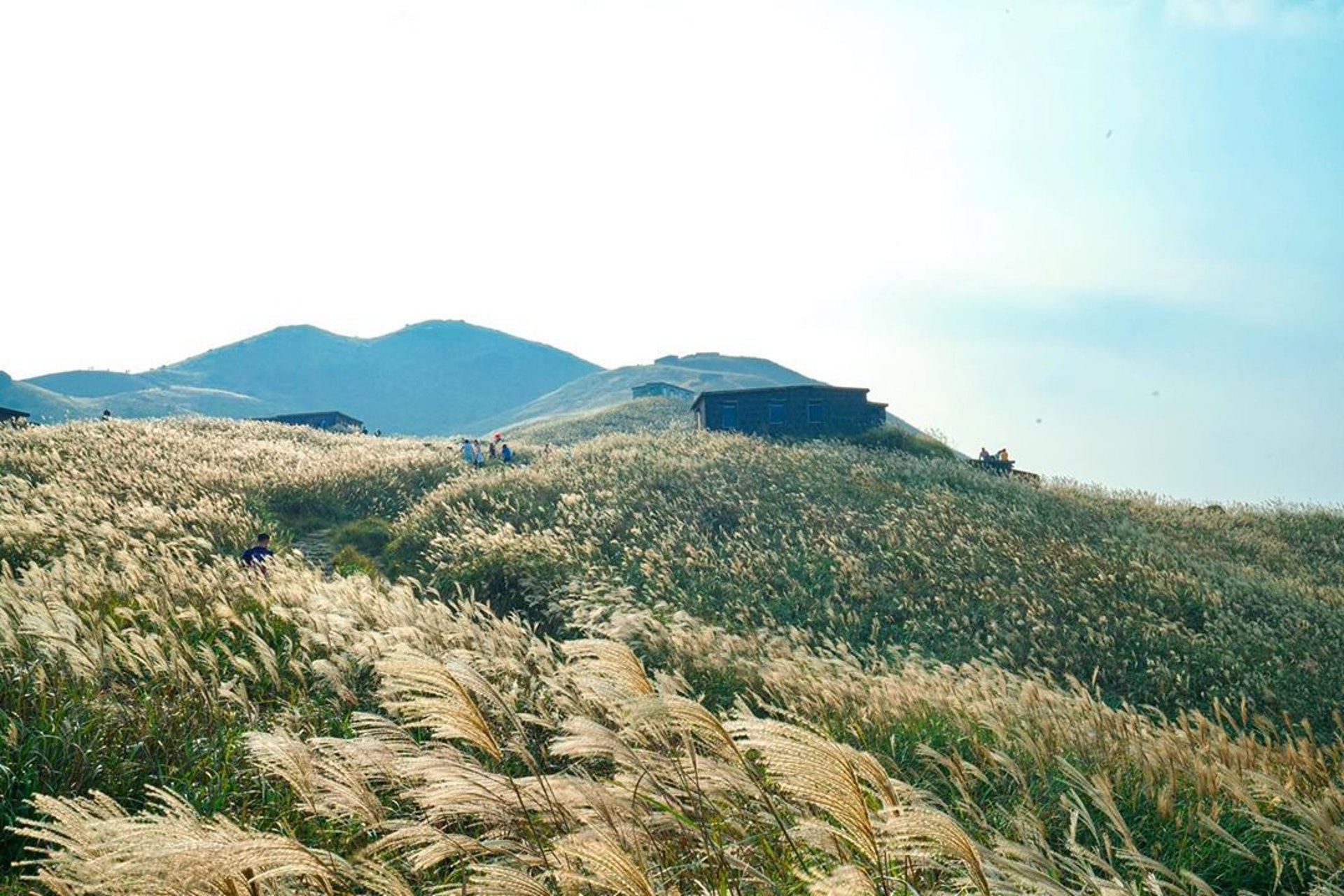 每年秋季都是芒草盛開的季節。(圖片來源:Instagram@iris_lammm) 每年秋季都是芒草盛開的季節。(圖片來源:Instagram@iris_lammm)