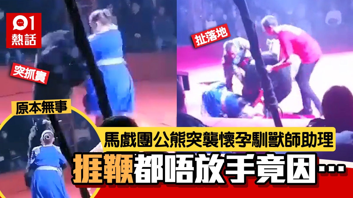 馬戲團棕熊突襲擊懷孕人妻助理 馴獸師夫上前營救 疑因嫉妒失控 馬戲團棕熊突襲擊懷孕人妻助理 馴獸師夫上前營救 疑因嫉妒失控
