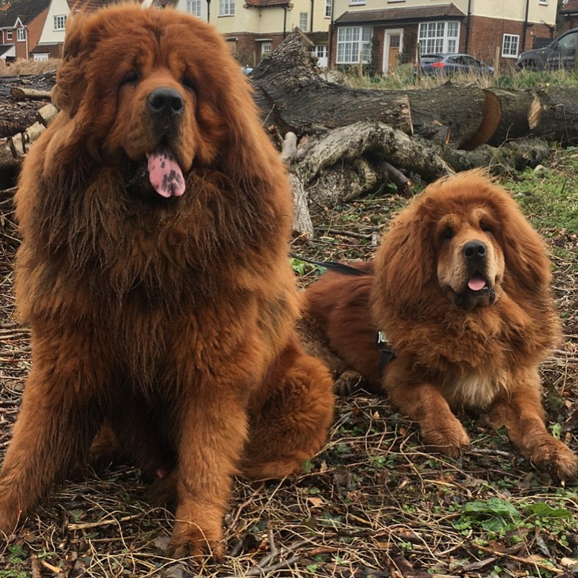 70kg藏獒散步被誤認是獅子 路人不敢靠近 爸澄清巨獸都愛撒嬌~ - 寵物交流區 - 公仔箱論壇 - Powered by Discuz!