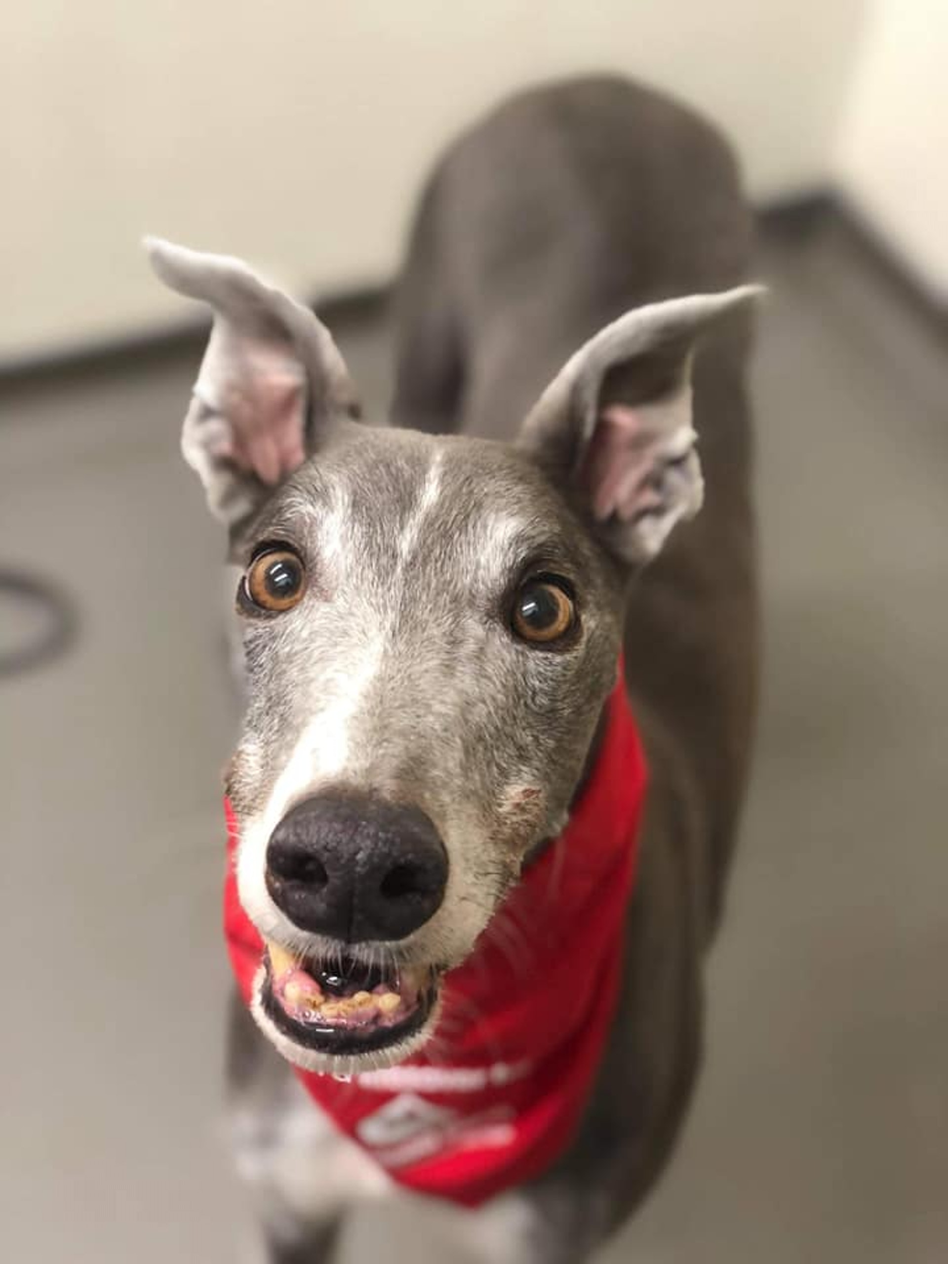 狗捐血 格力犬擁有極罕有血型6年捐1萬ml 萬能血 救活80 狗 香港01 寵物 狗捐血 格力犬擁有極罕有血型6年捐1萬ml 萬能血 救活80 狗 香港01 寵物