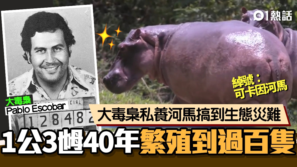 可卡因河馬 橫行 哥國大毒梟私養4隻狂繁殖到過百隻釀災難 可卡因河馬 橫行 哥國大毒梟私養4隻狂繁殖到過百隻釀災難