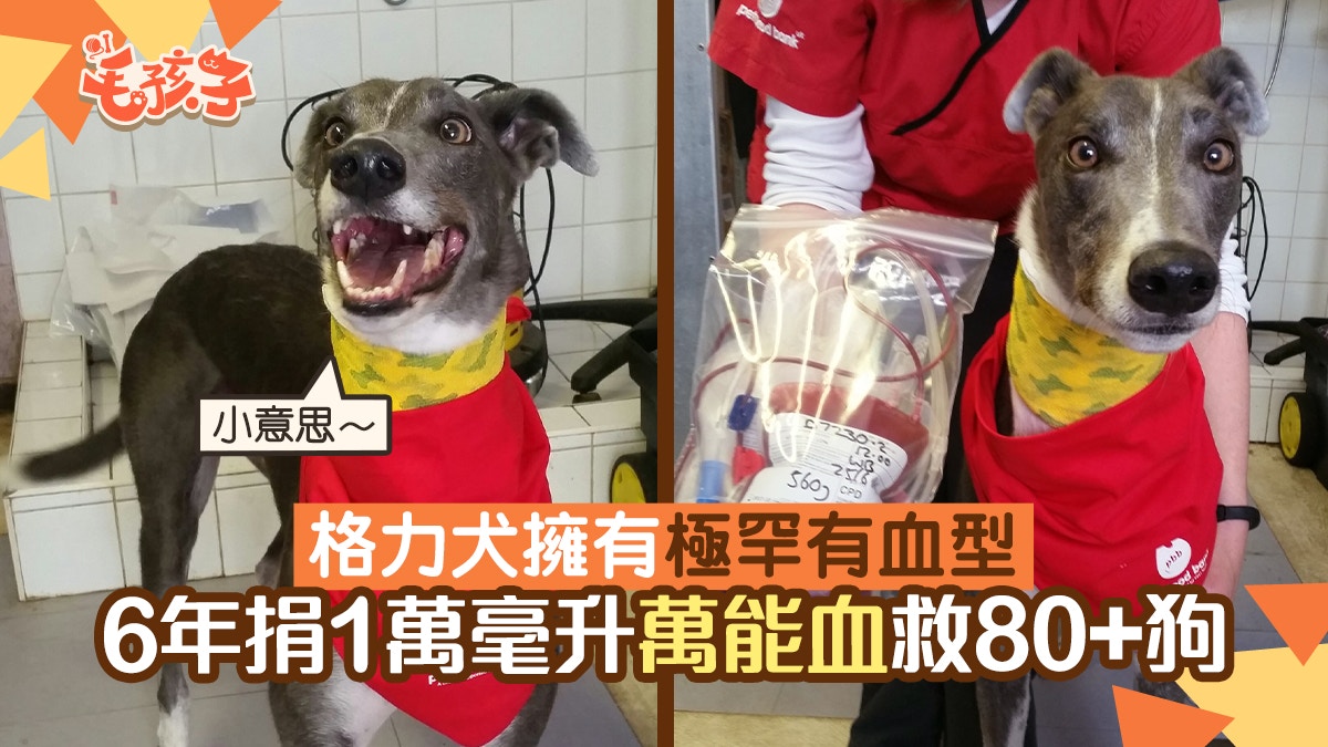 狗捐血 格力犬擁有極罕有血型6年捐1萬ml 萬能血 救活80 狗 香港01 寵物