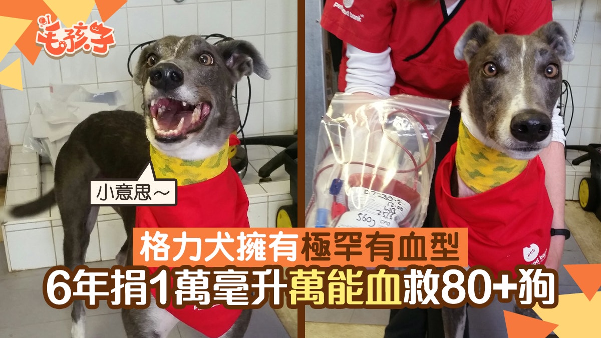 狗捐血 格力犬擁有極罕有血型6年捐1萬ml 萬能血 救活80 狗 香港01 寵物 狗捐血 格力犬擁有極罕有血型6年捐1萬ml 萬能血 救活80 狗 香港01 寵物