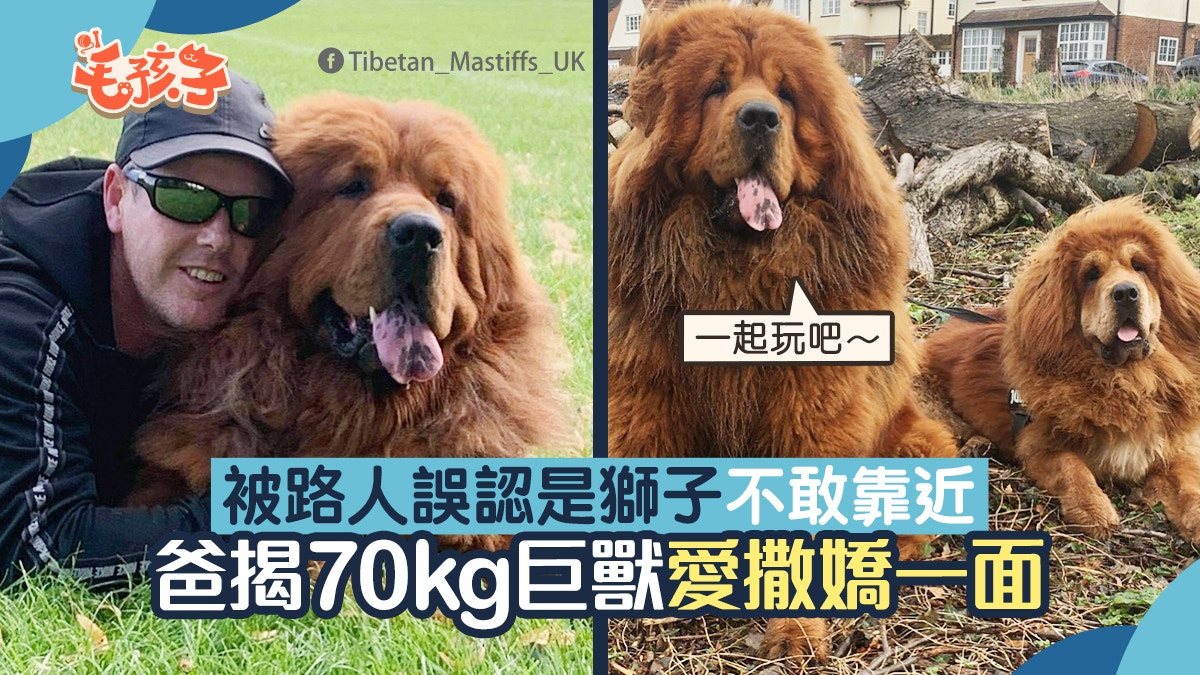 70kg藏獒散步被誤認是獅子　路人不敢靠近　爸澄清巨獸都愛撒嬌