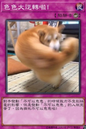 2021年爆紅潮語「不可以色色」咩意思？100+可愛柴犬改圖留言必用