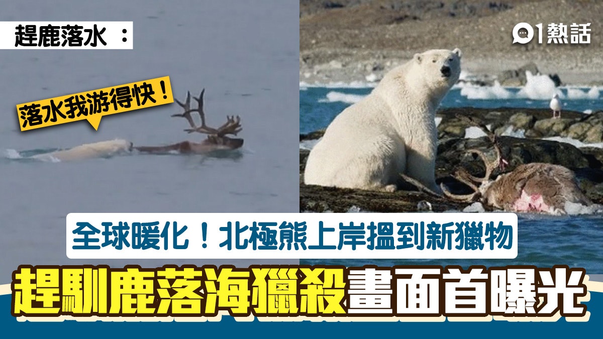 震撼 北極熊首現捕食馴鹿趕落水追殺全球暖化被迫找新獵物