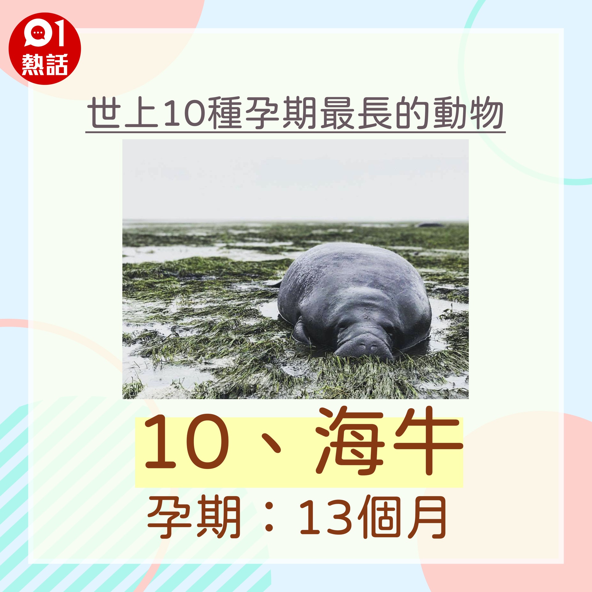 【世上10種孕期最長的動物】10.(美聯社/香港01製圖) 【世上10種孕期最長的動物】10.(美聯社/香港01製圖)
