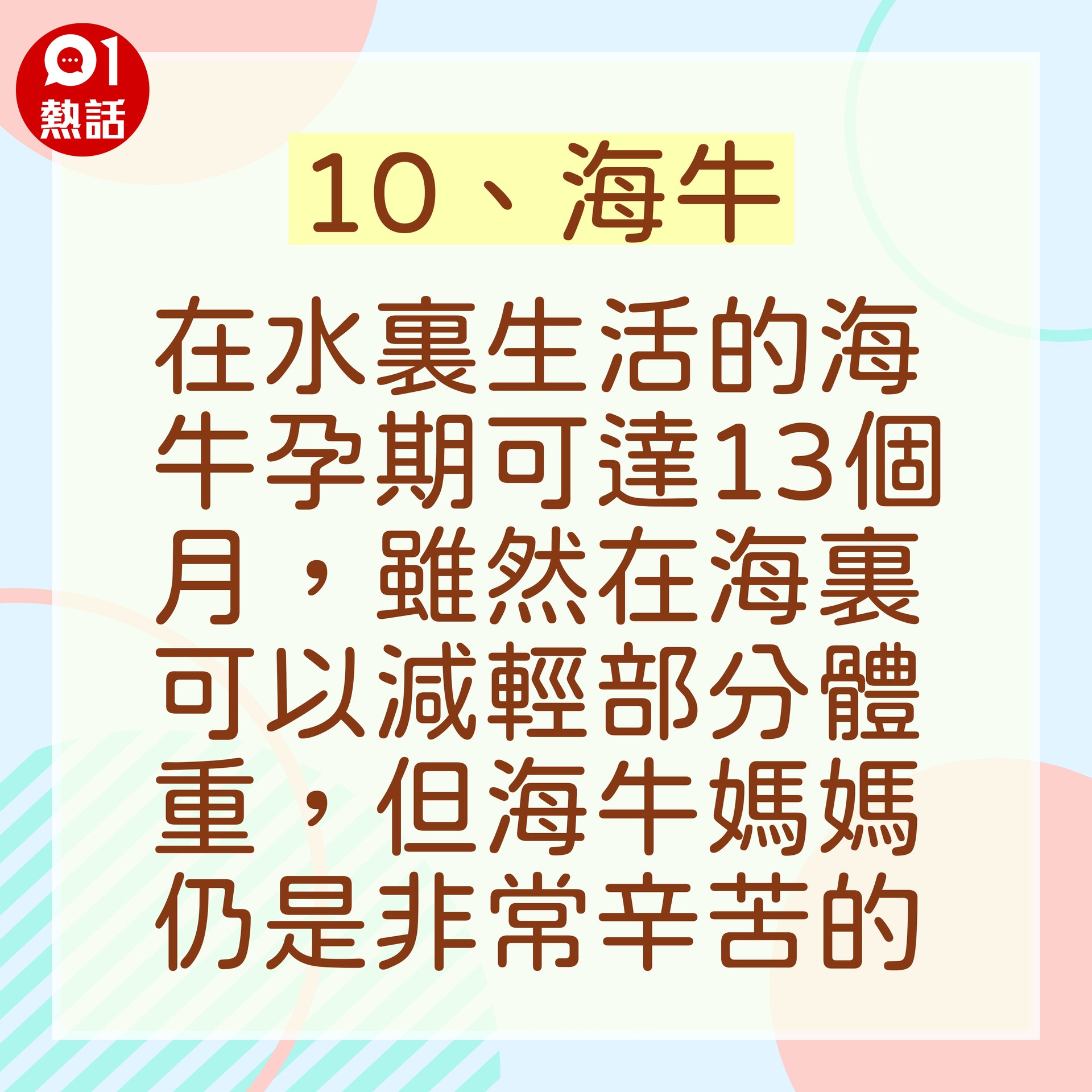 【世上10種孕期最長的動物】10a.(香港01製圖) 【世上10種孕期最長的動物】10a.(香港01製圖)