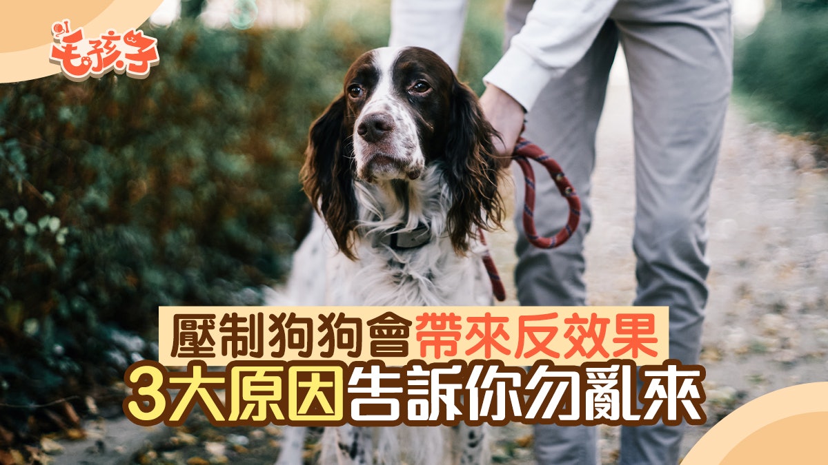 狗狗冷知識|網傳壓制毛孩可令牠變乖 3大原因告訴你「勿亂來」 狗狗冷知識|網傳壓制毛孩可令牠變乖 3大原因告訴你「勿亂來」