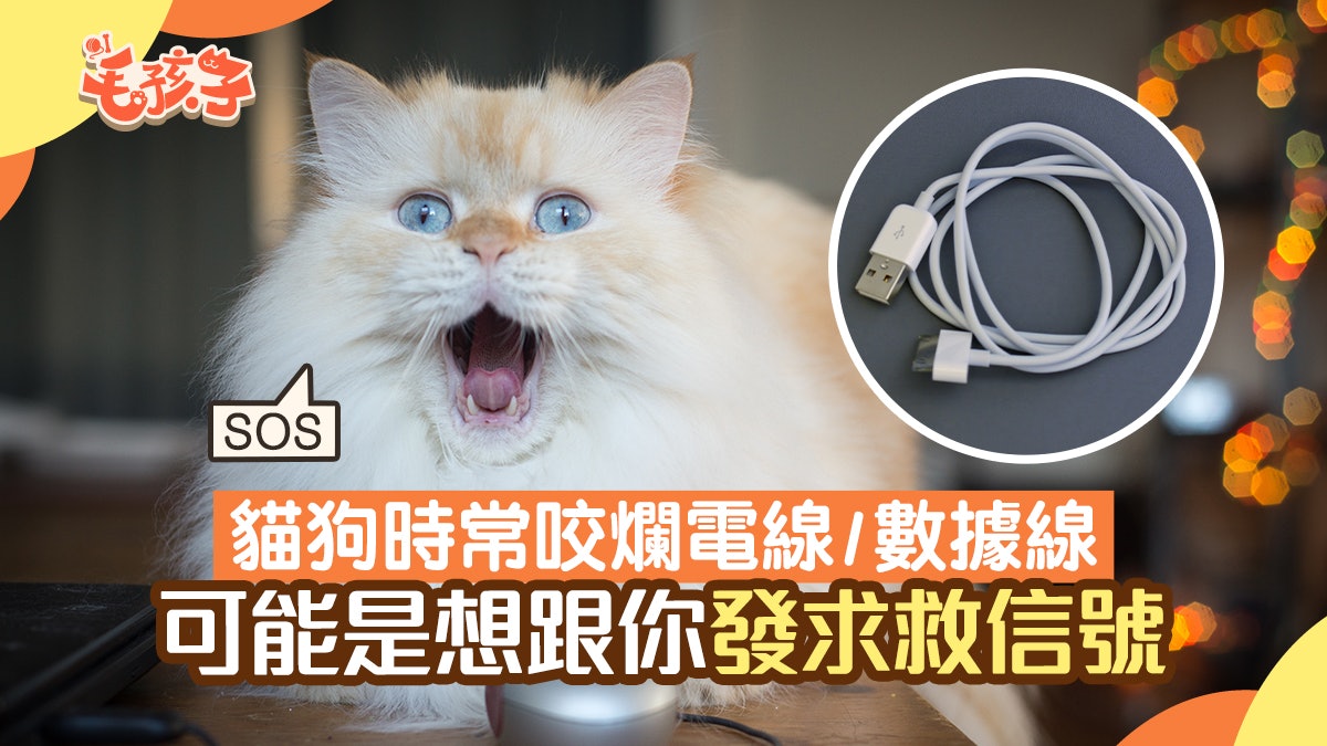 寵物健康|貓狗時常咬爛電線/數據線 可能想跟你發求救信號 寵物健康|貓狗時常咬爛電線/數據線 可能想跟你發求救信號
