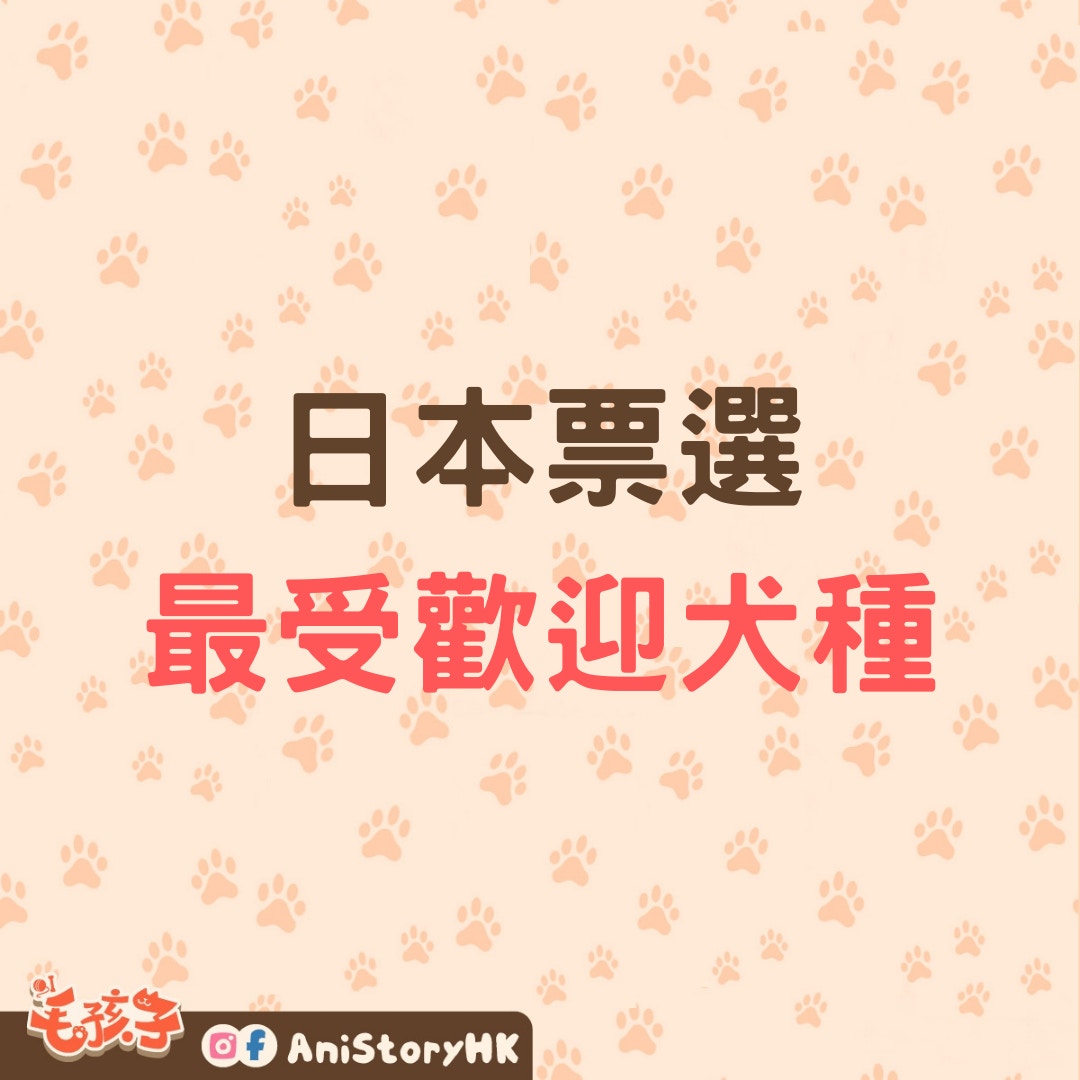 日本票選最受歡迎犬種，柴犬、臘腸狗、貴婦狗統統都有份！（01製圖）