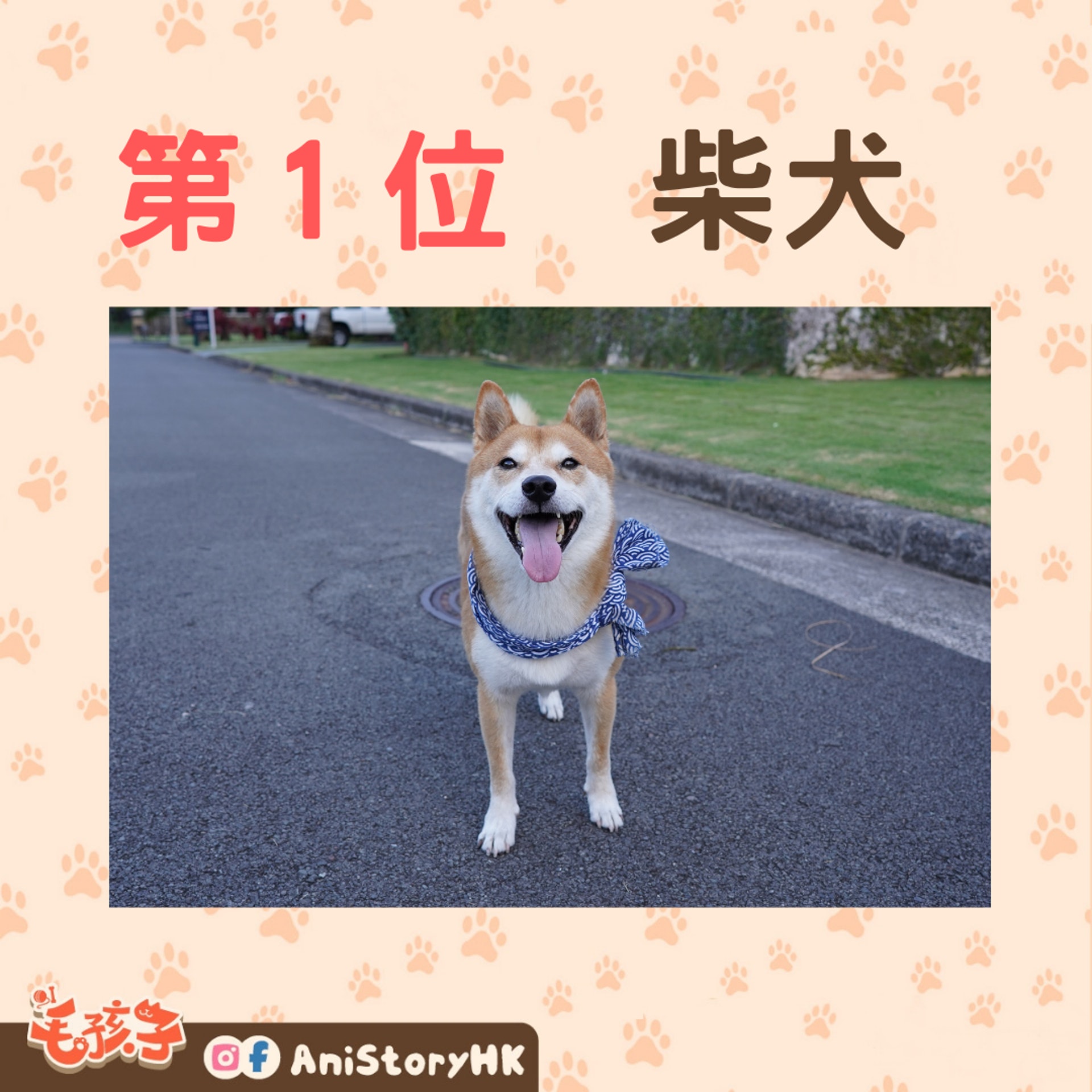 狗狗排行榜 日本票選最受歡迎犬種柴犬 貴婦狗 哥基齊齊上榜 狗狗排行榜 日本票選最受歡迎犬種柴犬 貴婦狗 哥基齊齊上榜