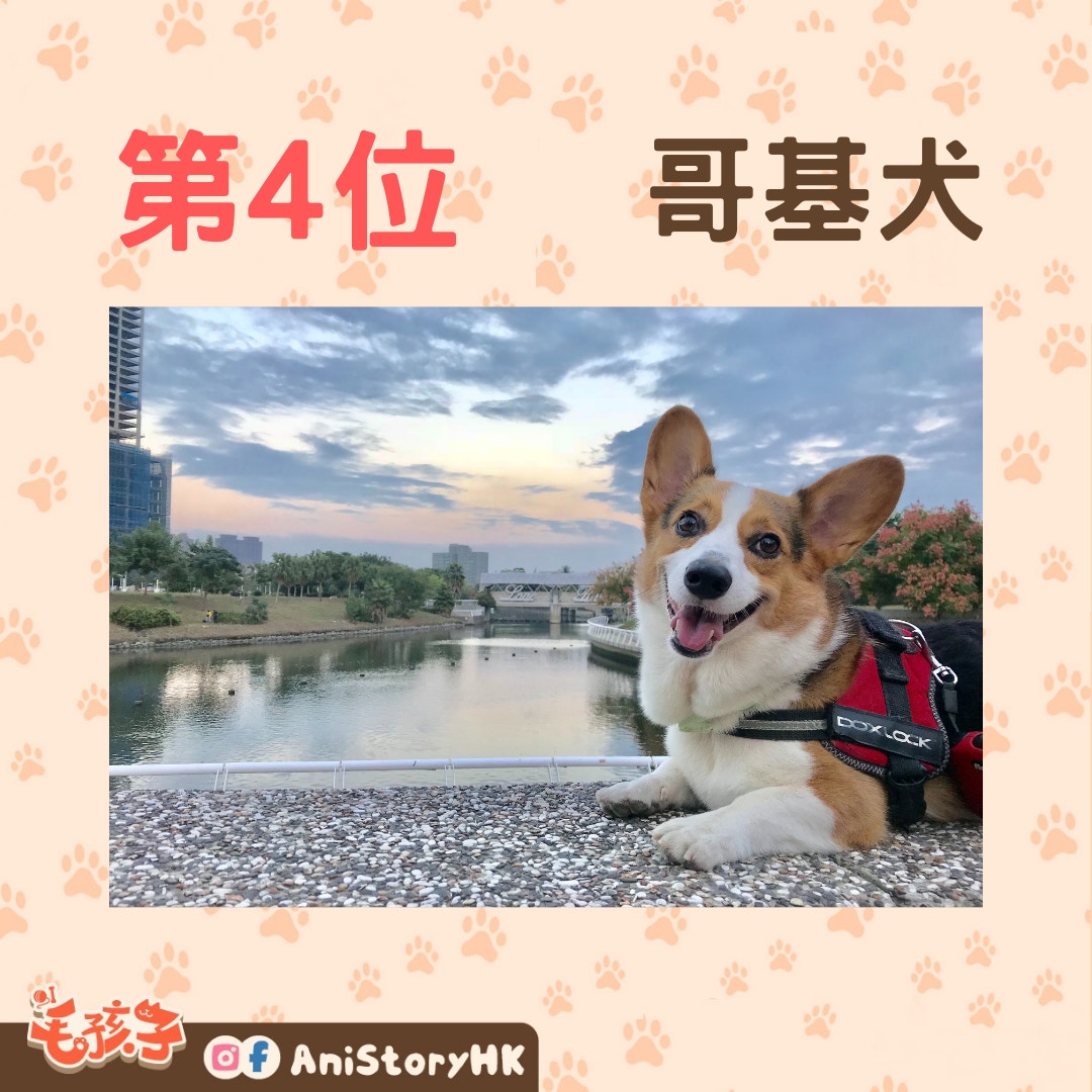 狗狗排行榜 日本票選最受歡迎犬種柴犬 貴婦狗 哥基齊齊上榜