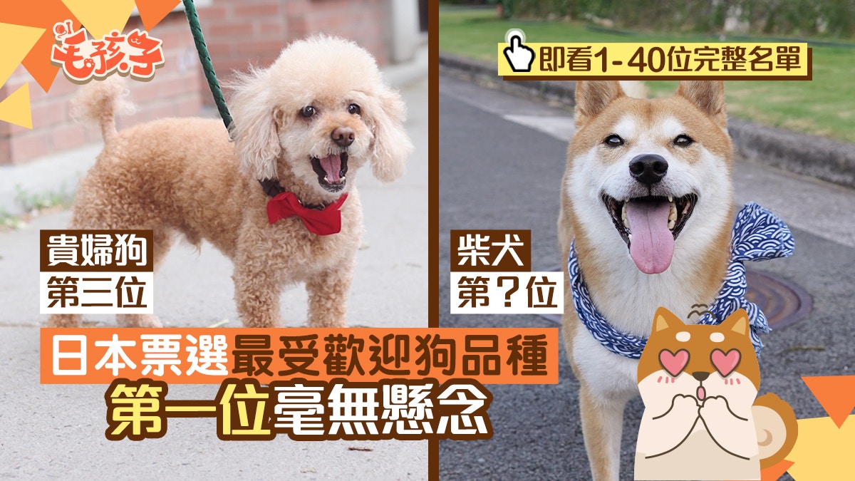 狗狗排行榜｜日本票選最受歡迎犬種　柴犬、貴婦狗、哥基齊齊上榜
