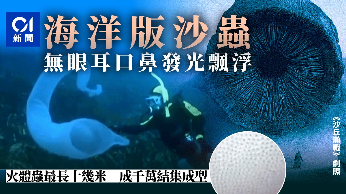 《沙丘瀚戰》沙蟲是真的?神出鬼沒的海怪 資深潛水員也被嚇倒 《沙丘瀚戰》沙蟲是真的?神出鬼沒的海怪 資深潛水員也被嚇倒