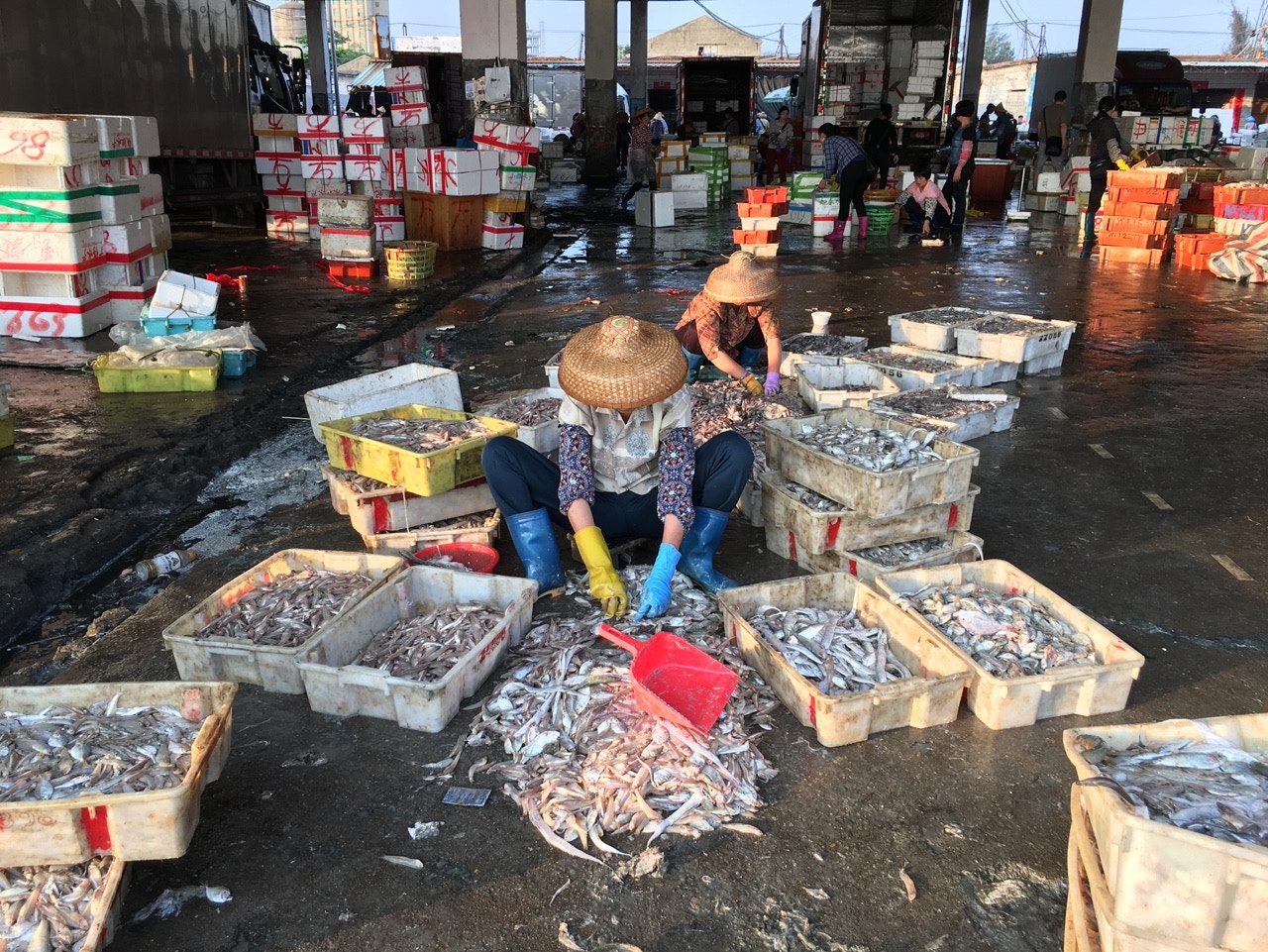 石斑、鯛魚有絕種危機研究：嚴重氣候變化或致南海生物量跌93%｜香港01 