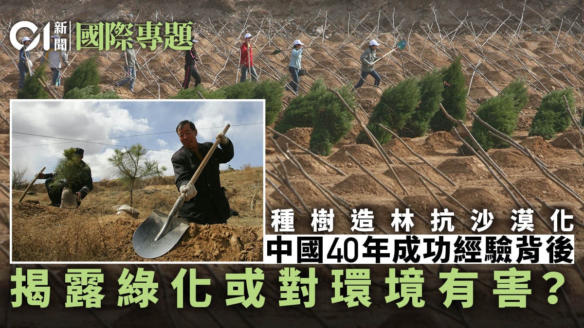 【木・倒】造林雙刃劍:中國40載「沙漠種樹」典範背後 【木・倒】造林雙刃劍:中國40載「沙漠種樹」典範背後