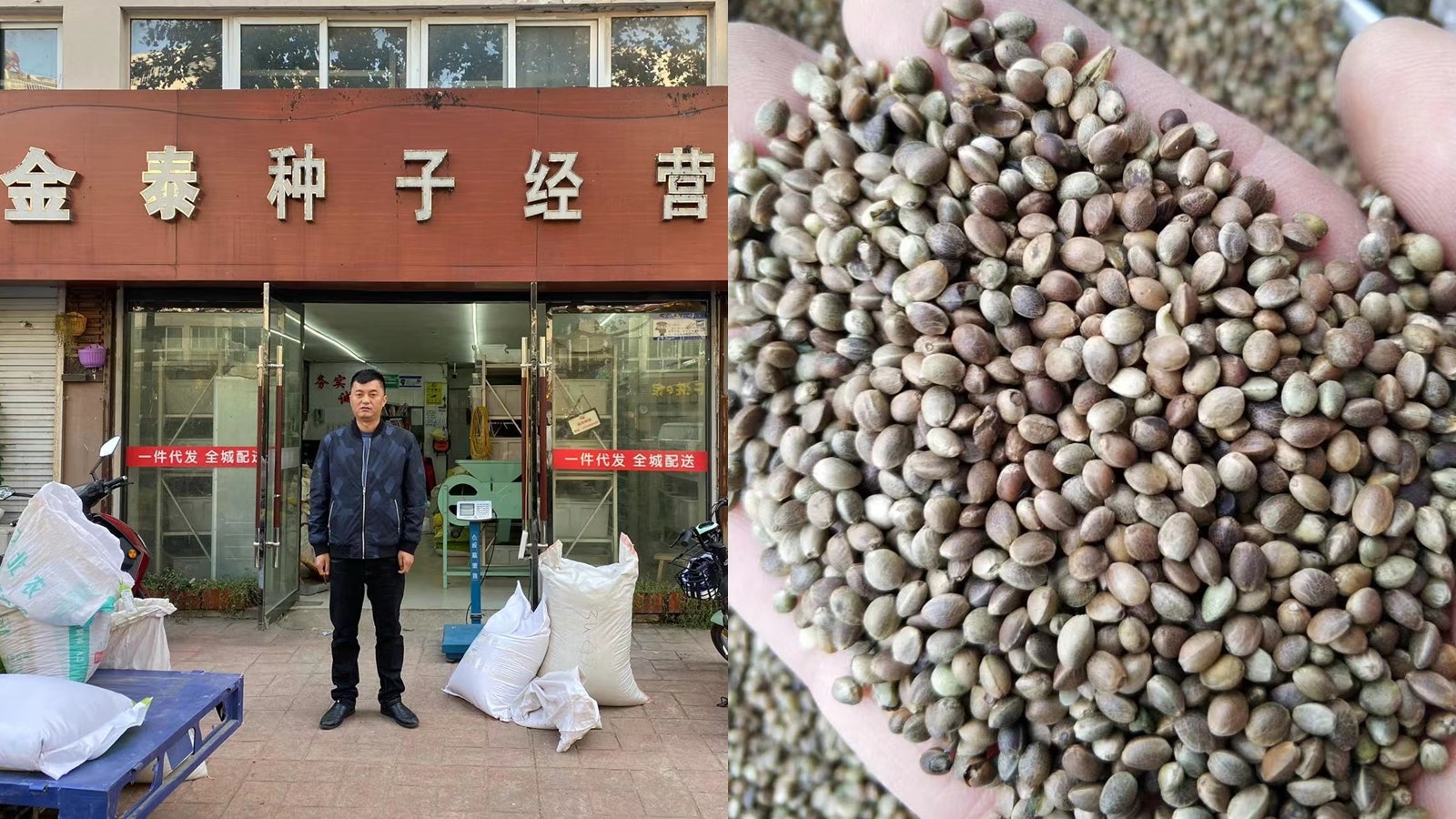 江蘇漢售火麻種子被誤認是毒品遭冤拘427日始獲釋得國賠16萬元 江蘇漢售火麻種子被誤認是毒品遭冤拘427日始獲釋得國賠16萬元