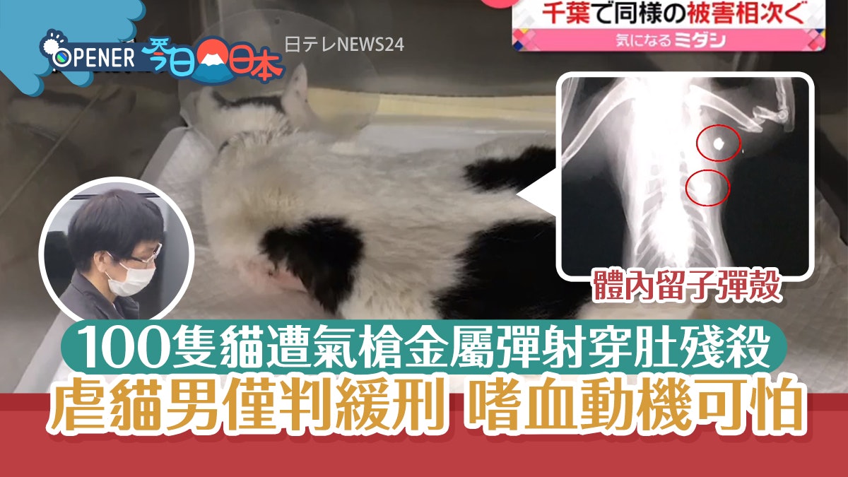 變態男氣槍實彈射穿肚殺100隻貓 虐待成癮僅判緩刑嗜血動機可怕 變態男氣槍實彈射穿肚殺100隻貓 虐待成癮僅判緩刑嗜血動機可怕