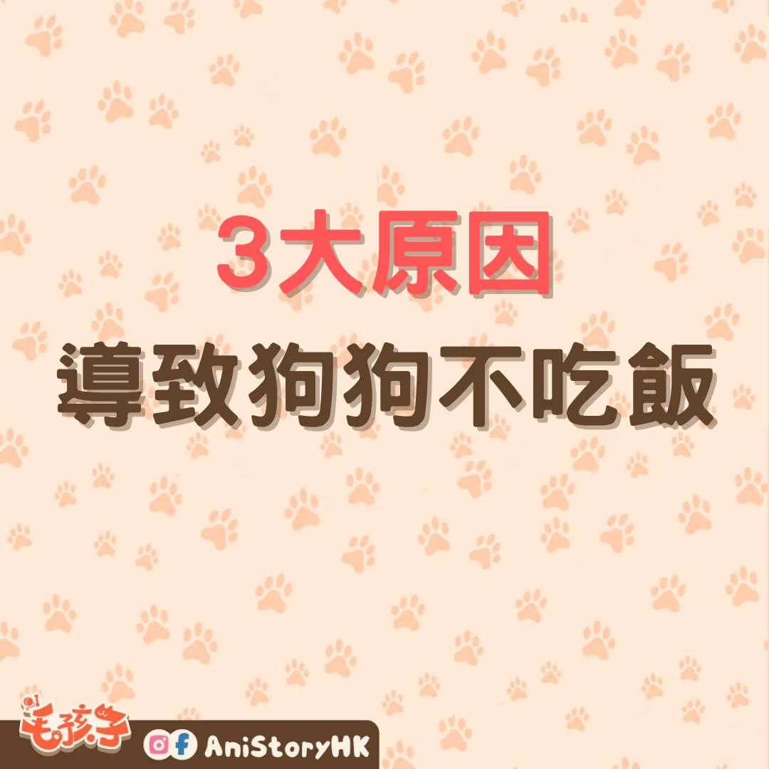 導致狗狗不吃飯的三大原因。（01製圖）