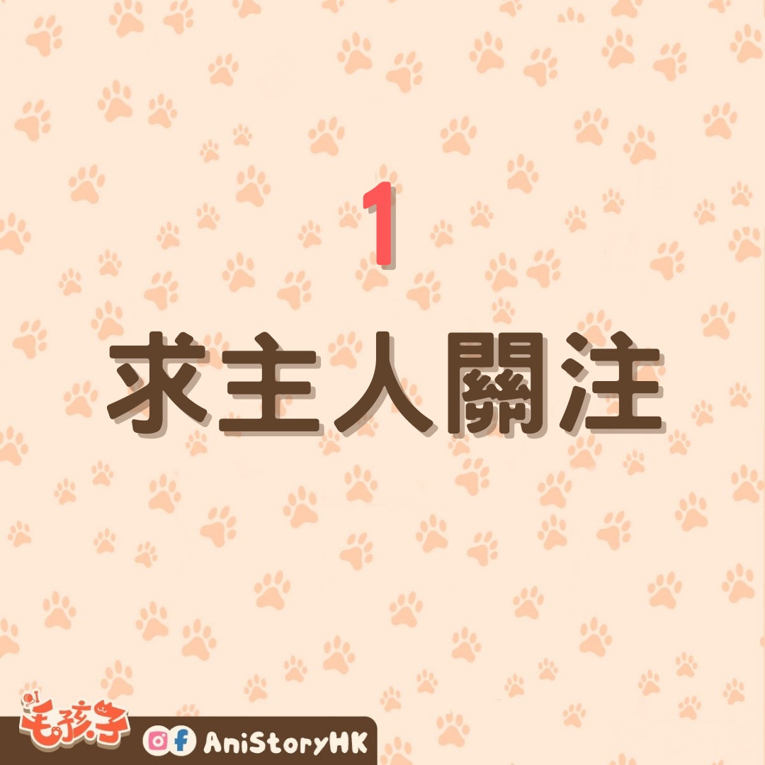 導致狗狗不吃飯的三大原因。（01製圖）